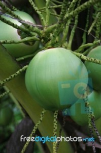 A green coconut at tree