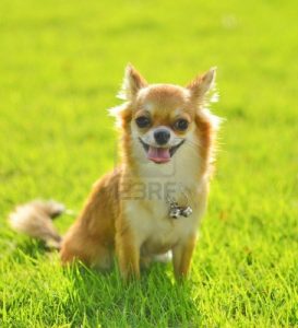Brown Chiwawa