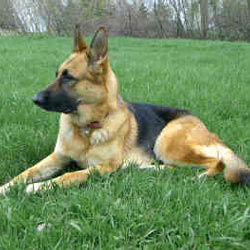 German Shepherd dog breed