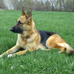 German Shepherd