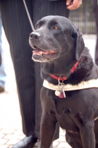A black Labrador, one example of a guide dog